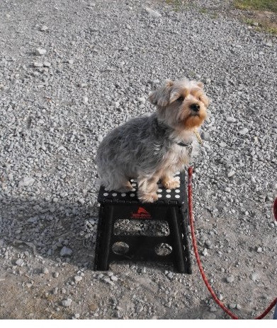 Photo de profil de voyouvirgule