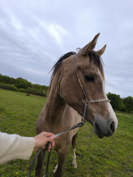 Photo de profil de wildliberty