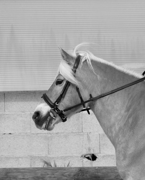 Photo de profil de wodan