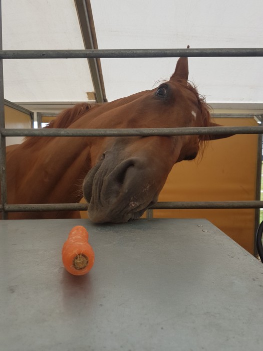 Photo de profil de xavchacha