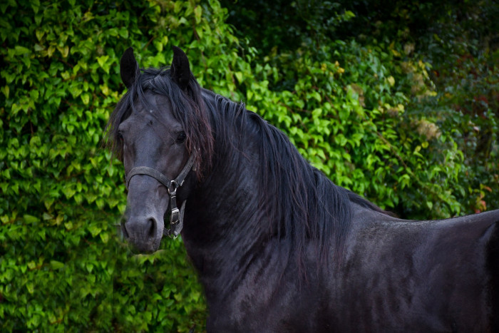 Photo de profil de xixir