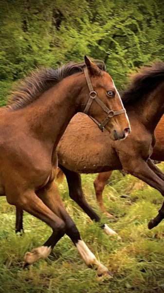 Photo de profil de yanmarechal24