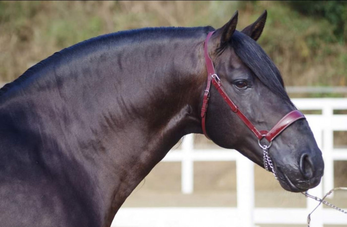 Photo de profil de yeguadafgarcia