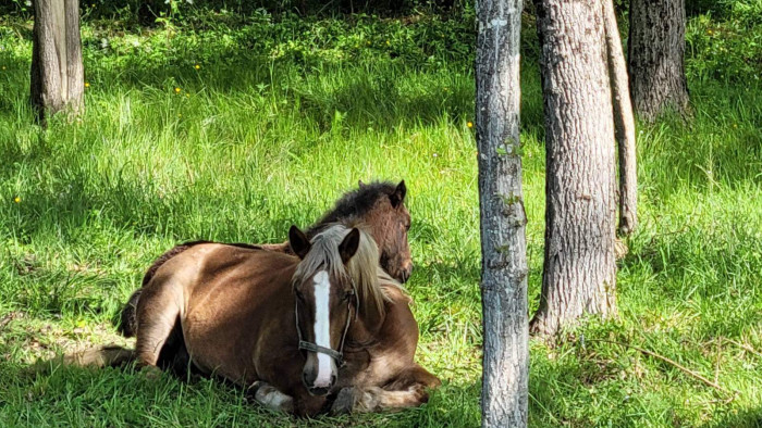 Photo de profil de yvesmaire