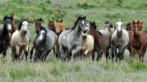 Photo de profil de zalddi
