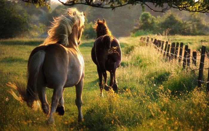 Photo de profil de zoe_love_horse