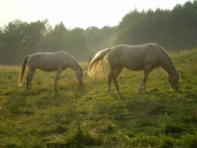 Ferme questre