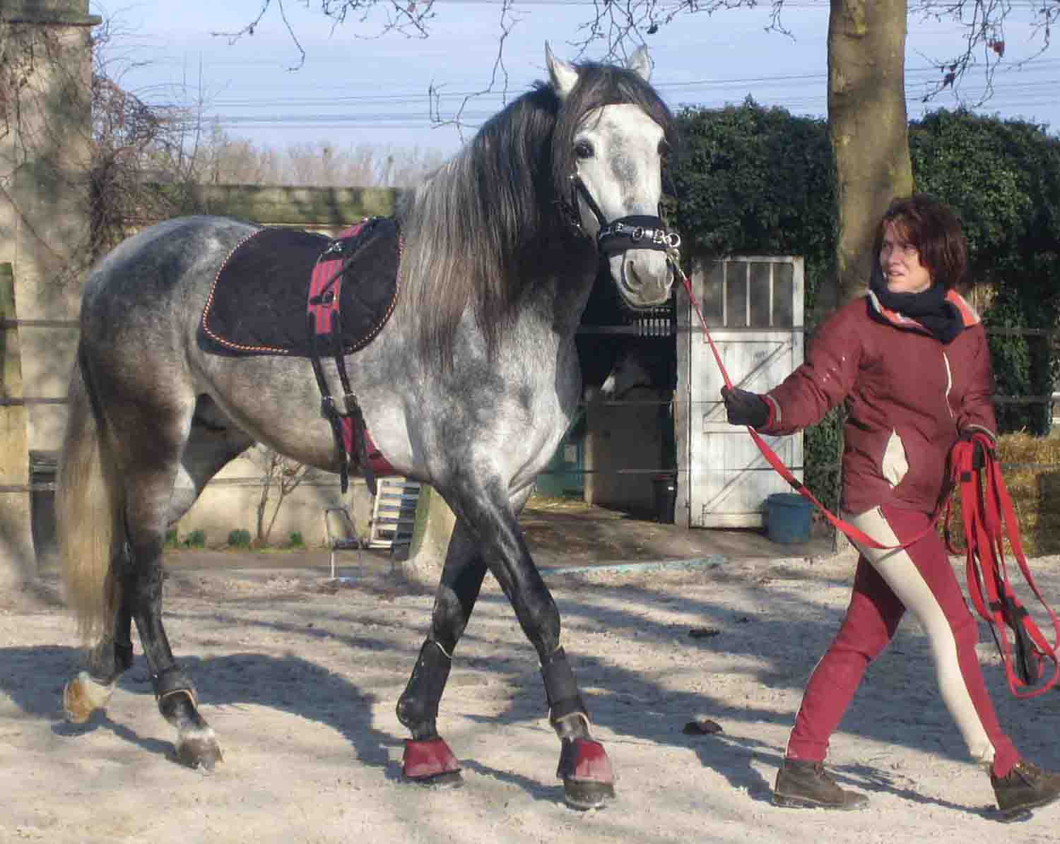 Photo de profil de appaloosa911