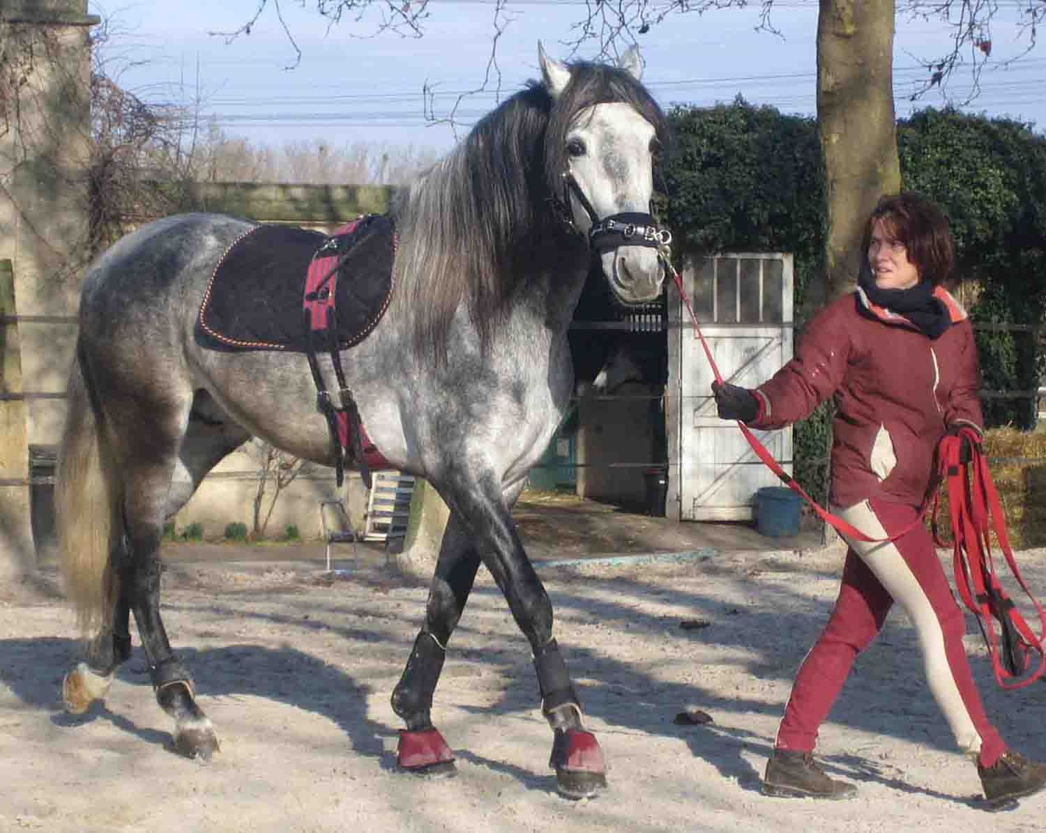 Photo de profil de appaloosa911