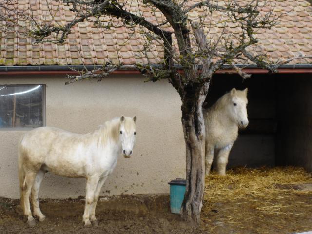 Photo de profil de aruviel