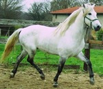 Photo de profil de atila10