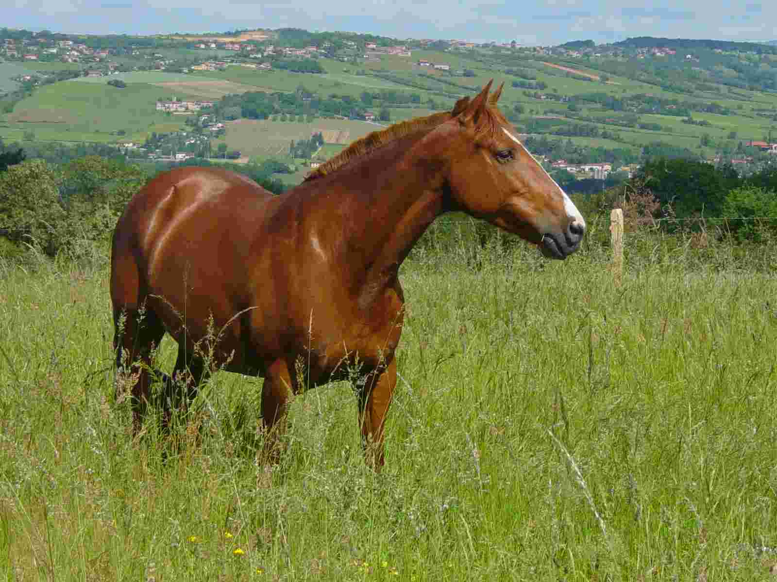 Photo de profil de cavalliss