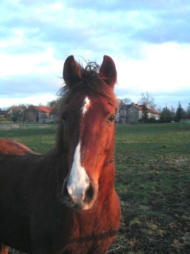 Photo de profil de chouquette