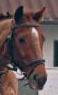 Photo de profil de derbydoc78