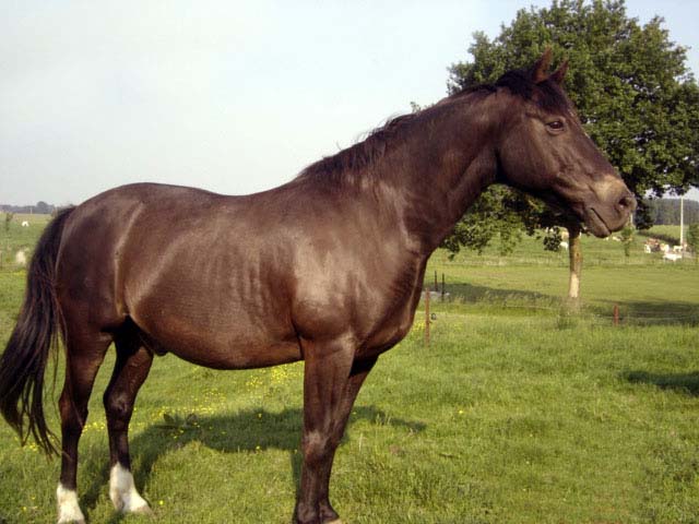 Photo de profil de camelott