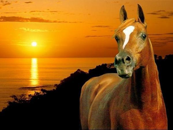Photo de profil de cheval-love59
