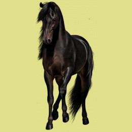 Photo de profil de chevalou.fan