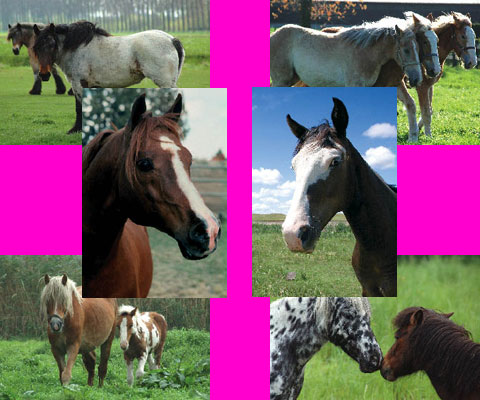Photo de profil de chevauxbisous