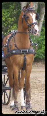 Photo de profil de echo-meli