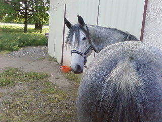 Photo de profil de gazounou
