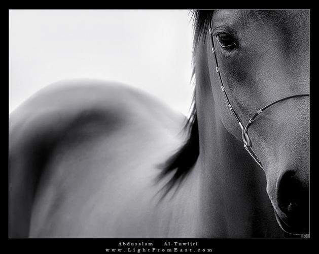 Photo de profil de grimou07