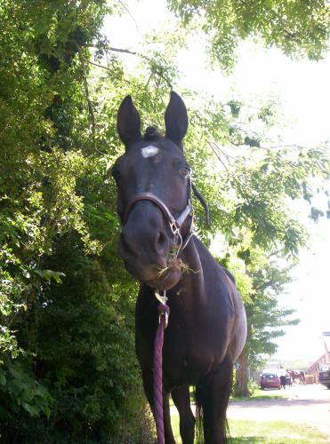 Photo de profil de konick