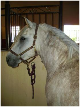 Photo de profil de nico33