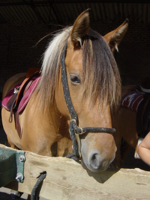 Photo de profil de nitchka
