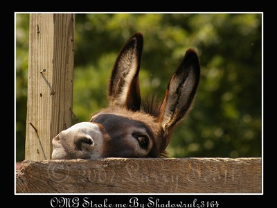 Photo de profil de nougatines35