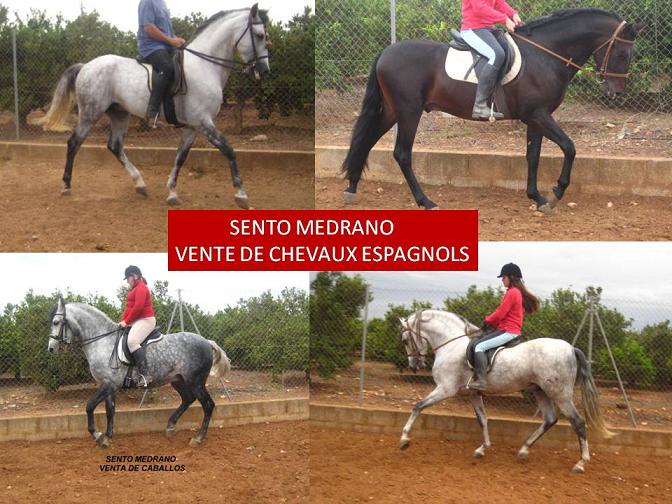 Photo de profil de sento