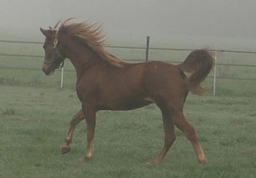 Photo de profil de sohorse
