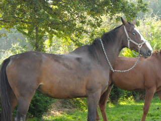 Photo de profil de spiritdu53