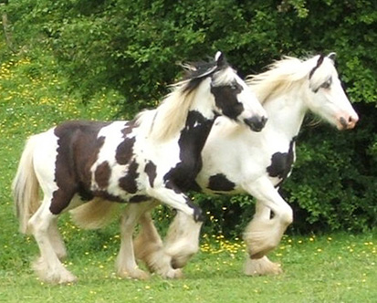 Photo de profil de talhula