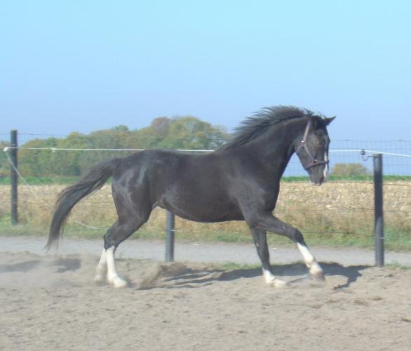 Photo de profil de cavalier_ghc