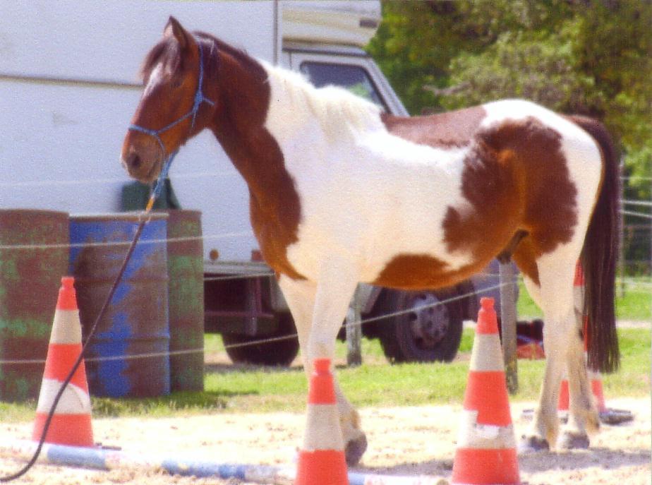 Photo de profil de chval-acro
