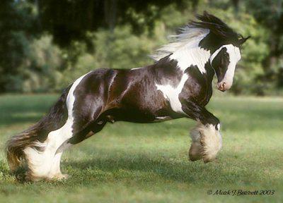 Photo de profil de lovecheval