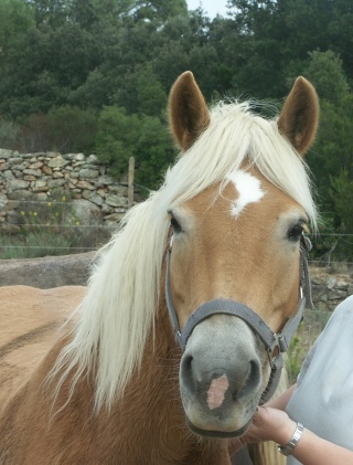 Photo de profil de mon-poney-x3