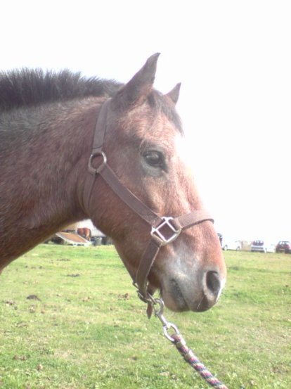 Photo de profil de moustiqued