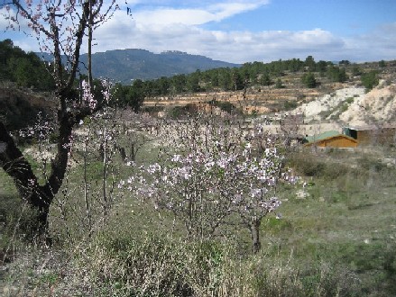 Photo de profil de oleander