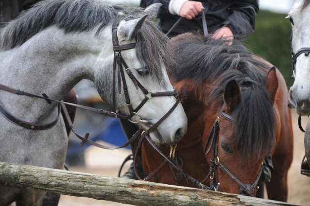 Photo de profil de poneyseu