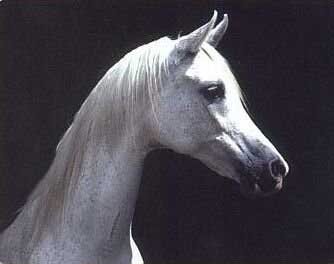 Photo de profil de sabotdenfer