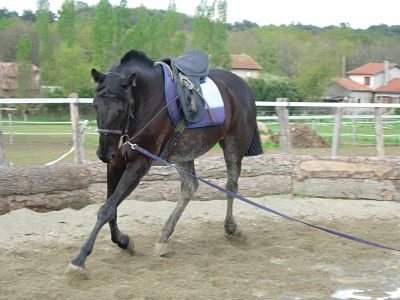 Photo de profil de stradivaria