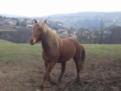 Photo de profil de cavalieredu69