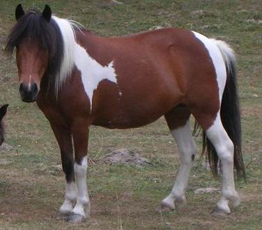 Photo de profil de chevaux50170