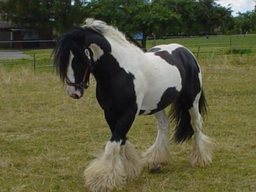 Photo de profil de corin14