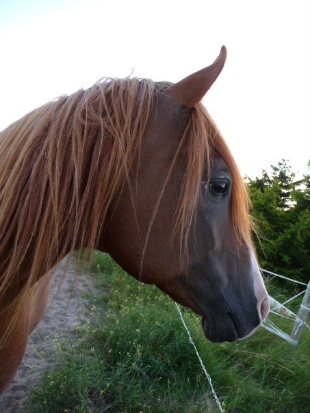 Photo de profil de diabolo111