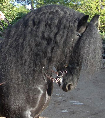 Photo de profil de fanadeschevaux