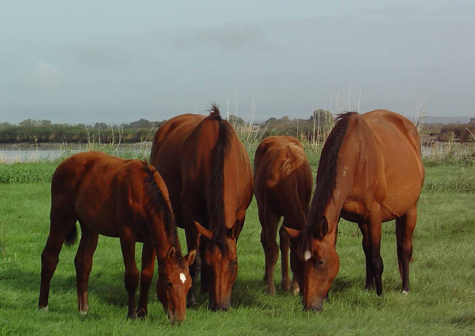 Photo de profil de gicaph