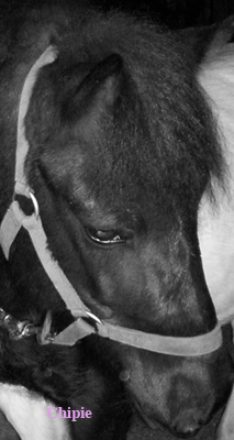 Photo de profil de h0rse-s0-happy