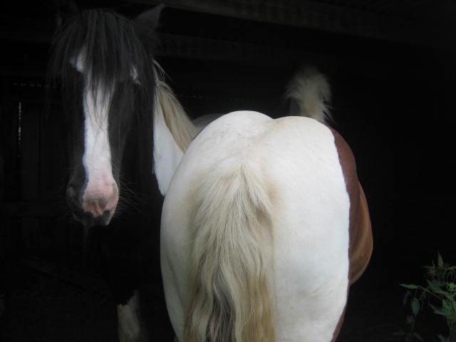 Photo de profil de irishcobriviere